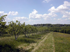 la ferme au printemps