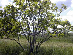 la ferme au printemps