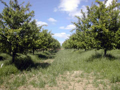 la ferme au printemps